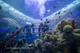 Image du Maroc Professionnelle de  Des hommes grenouilles s’activent au nettoyage du récif de corail de l’Aquadream, un aquarium massif de 1.000.000 L, conçu et construit par International Concept Management (ICM). Les visiteurs ont la possibilité de faire de la plongée sous-marine à l'intérieur de l'aquarium pour cela ils seront  accompagné par un instructeur professionnel, pour d’autre la possibilité de faire un tour à travers le centre pour découvrir environ 40 espèces différentes de poissons.  Située sur le Boulevard de la Corniche Boulevard de L'Océan Ain Diab, à Casablanca, Vendredi 16 Décembre 2011. (Photo / Abdeljalil Bounhar) 